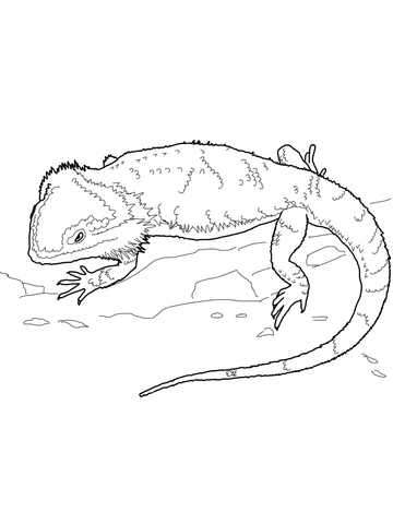 Bearded Dragon Coloring page