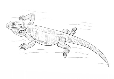Bearded Dragon Coloring page