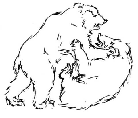 Bears Fight Coloring page