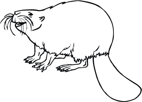 Beaver 14 Coloring page
