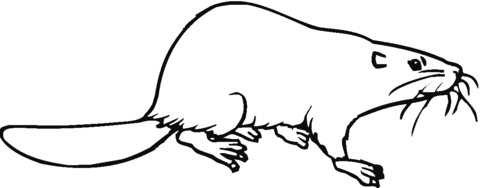 Canadian (North American) beaver Coloring page