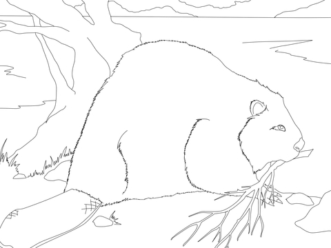 Beaver Building a Dam Coloring page