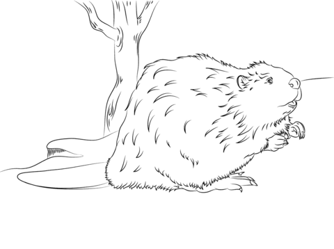 Beaver Coloring page