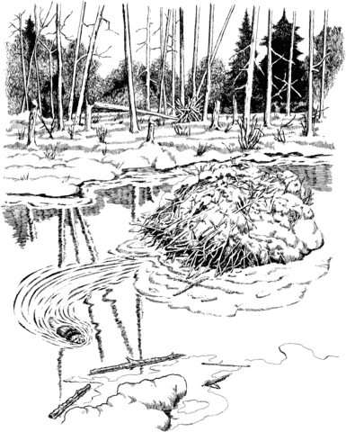 Beaver Dam in Voyageurs National Park Coloring page