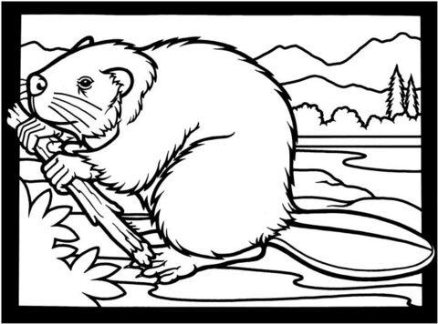 Canadian beaver Coloring page