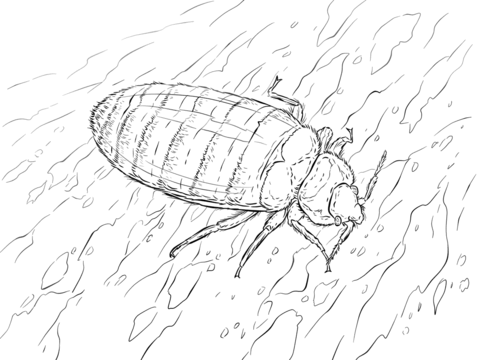 Bed Bug Coloring page