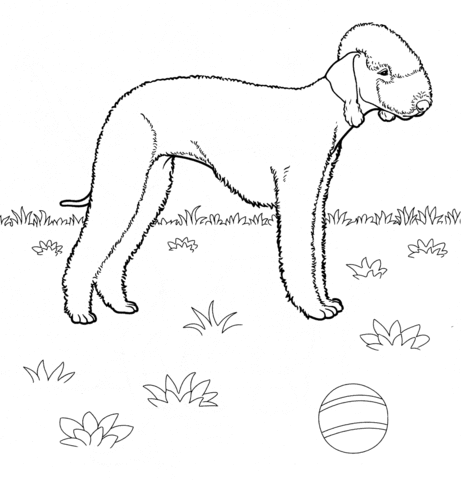 Bedlington Terrier  Coloring page