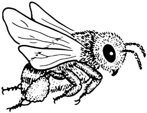 Bee 5 Coloring page