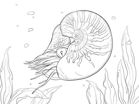 Bellybutton Nautilus Coloring page