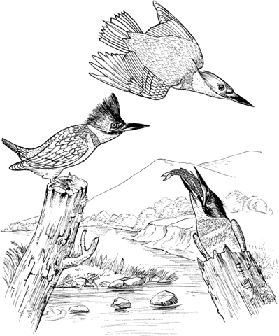 Belted Kingfisher Birds Coloring page