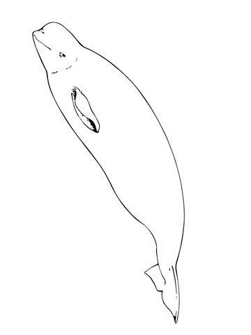 Beluga Whale Coloring page