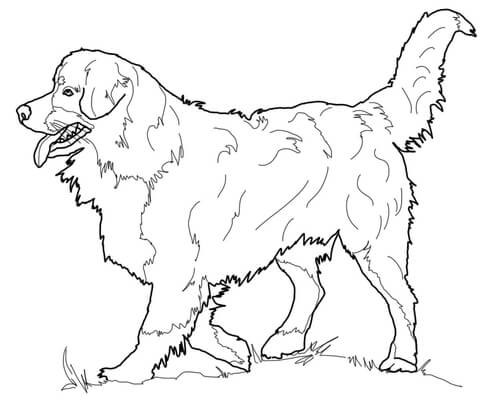 Bernese Mountain Dog Coloring page