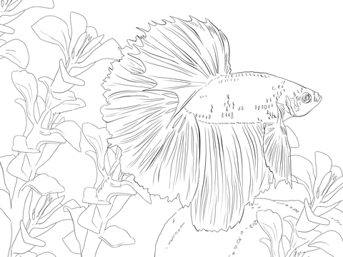 Betta Fish Coloring page