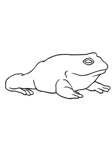 Big Frog Coloring page