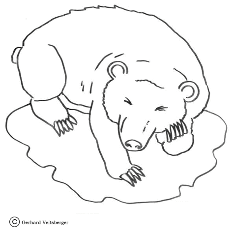 Big White Bear  Coloring page