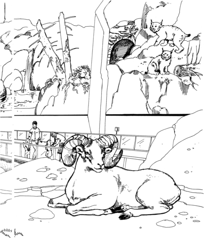 Bighorn Sheep and Bobcats in a Zoo Coloring page