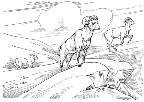 Bighorn Wild Sheep Coloring page