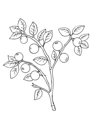 Bilberry or Whortleberry Coloring page