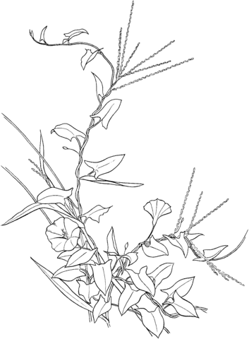 Bindweed flower Coloring page