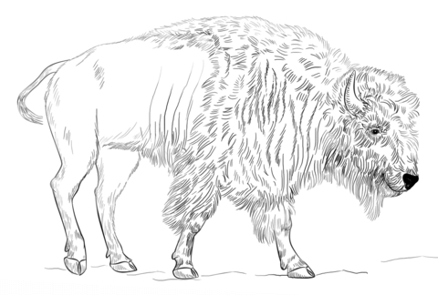Bison Coloring page