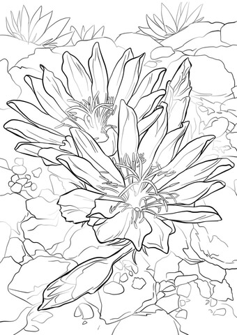 Bitterroot Coloring page