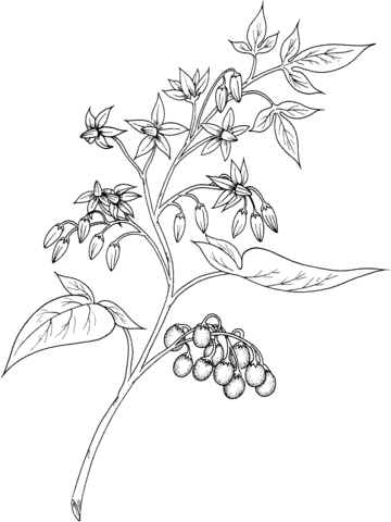 Bittersweet 1 Coloring page