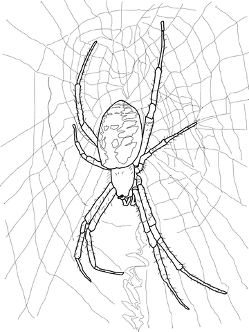 Black and Yellow Garden Spider Coloring page