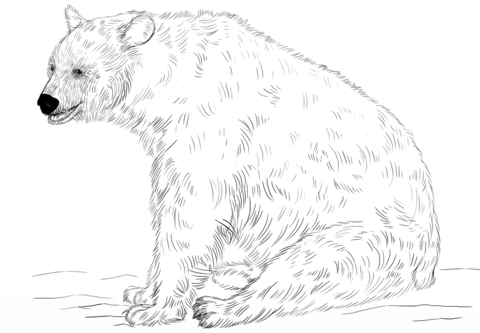 Black Bear Sitting Coloring page