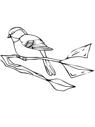 Black-capped Chickadee Coloring page