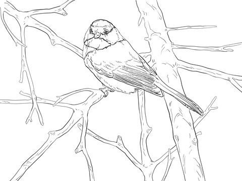 Black Capped Chickadee Songbird Coloring page