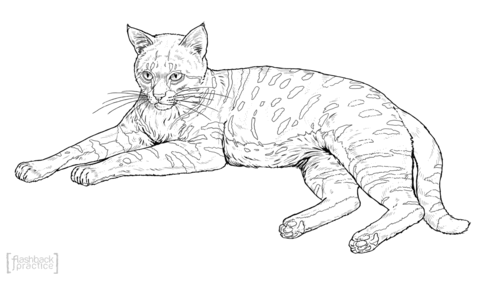 Black Footed Cat Coloring page