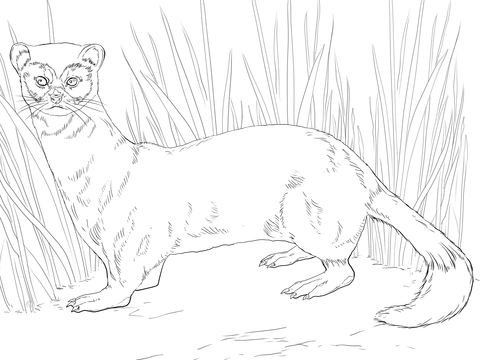 Black Footed Ferret Coloring page