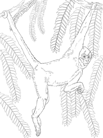 Black Handed Spider Monkey Coloring page
