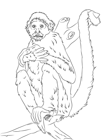 Black Headed Spider Monkey Coloring page
