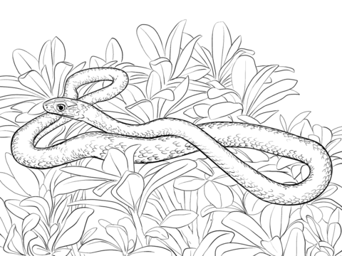 Black Racer Snake Coloring page