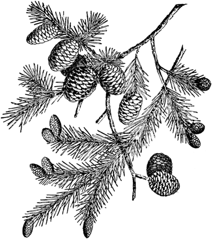 Black Spruce Branchlet Coloring page