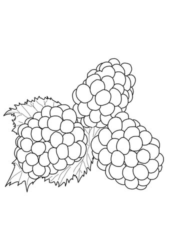 Blackberries Coloring page