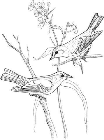 Blackburnian Warbler Coloring page