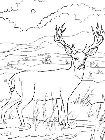 Blacktail Mule Deer Coloring page