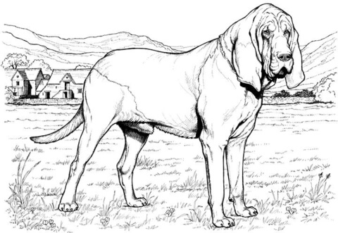Bloodhound dog Coloring page