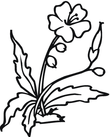 Blooming Hibiscus Flower  Coloring page