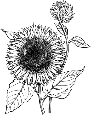 Blooming Sunflower Coloring page