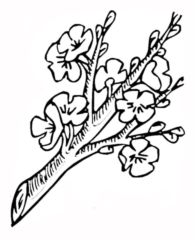 Blossoming branch Coloring page