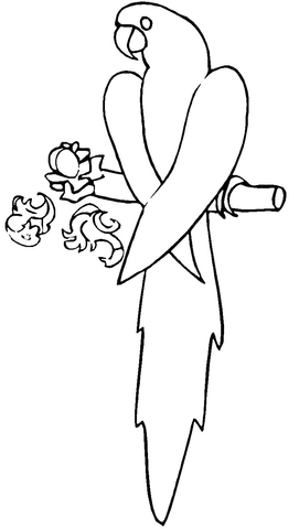 Blue Macaw  Coloring page