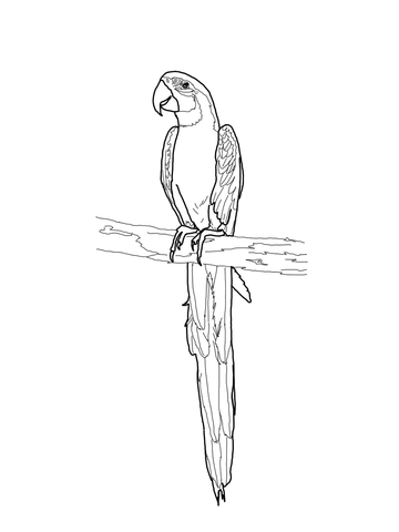Blue and Gold Macaw Coloring page