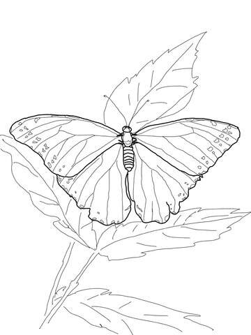 Blue Morpho Butterfly Coloring page