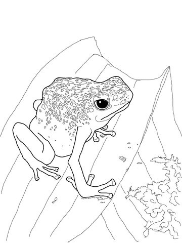 Blue Poison Dart Frog Coloring page