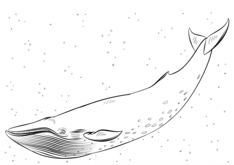 Blue Whale Coloring page
