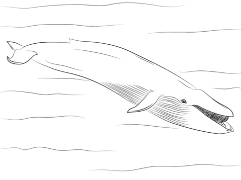 Blue Whale Coloring page