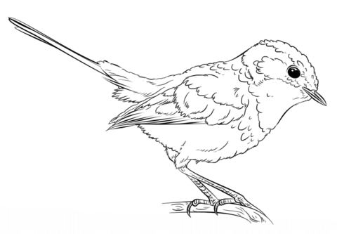Blue Wren Coloring page